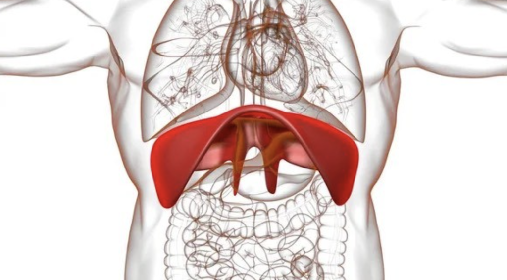diaframma respirazione