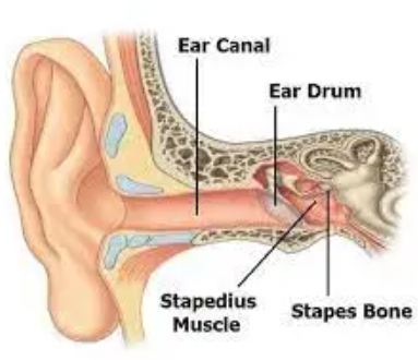 muscoli nell'orecchio